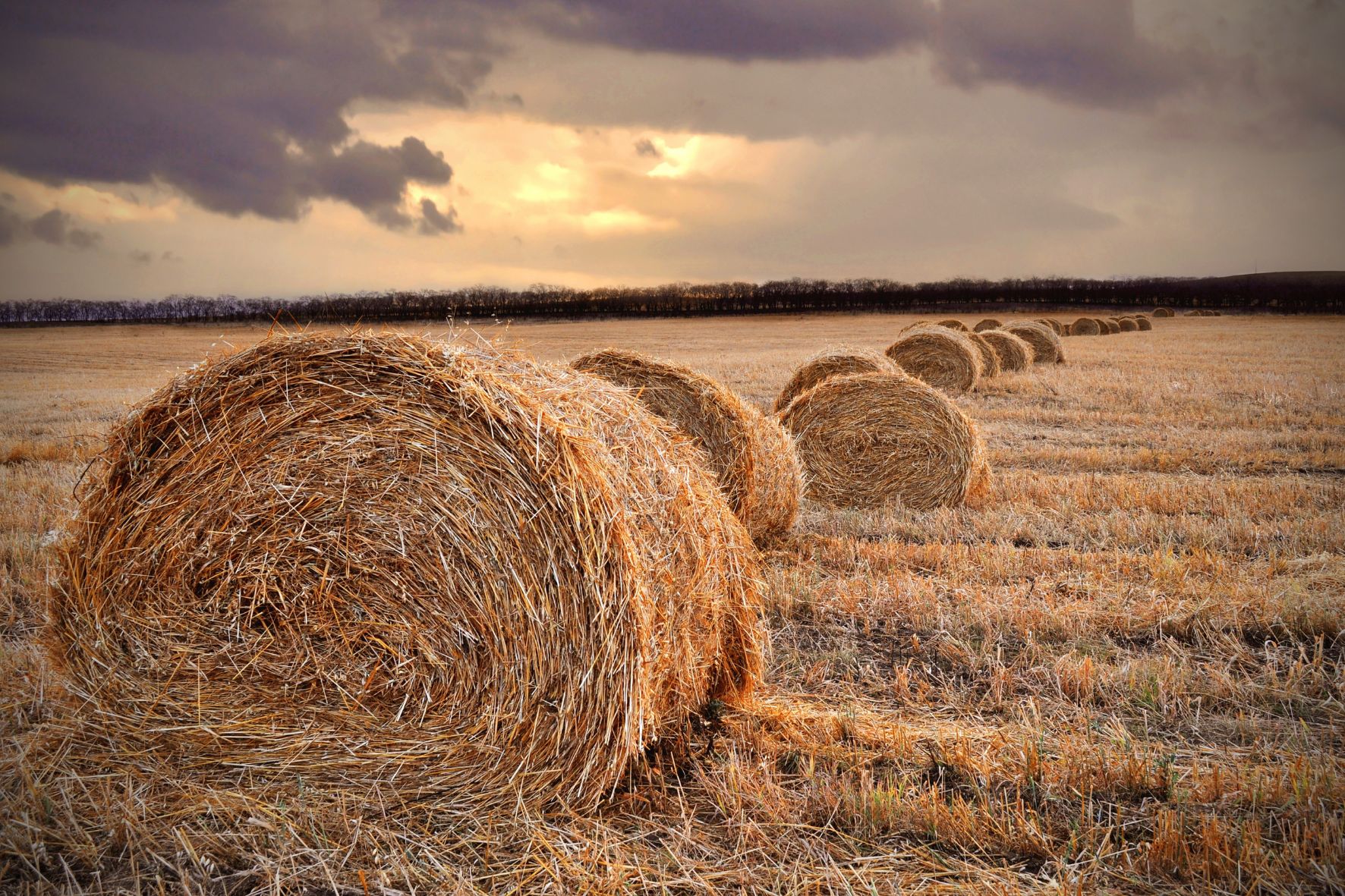 BTSA Analyse, conduite et stratégie de l'entreprise agricole en agriculture biologique