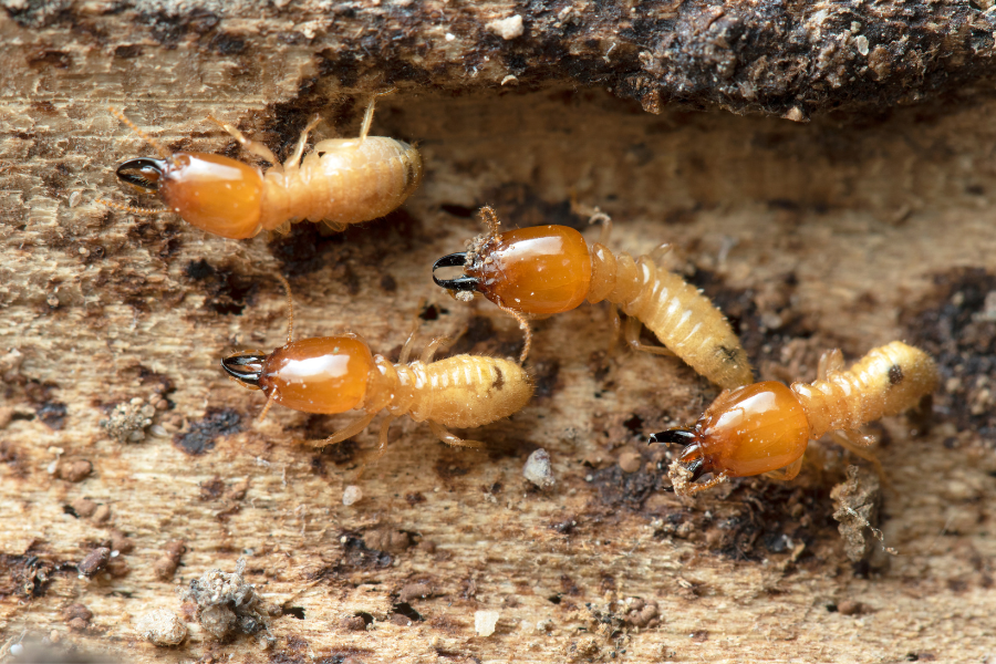 Campus-monod-equipe-certibiocide-termites