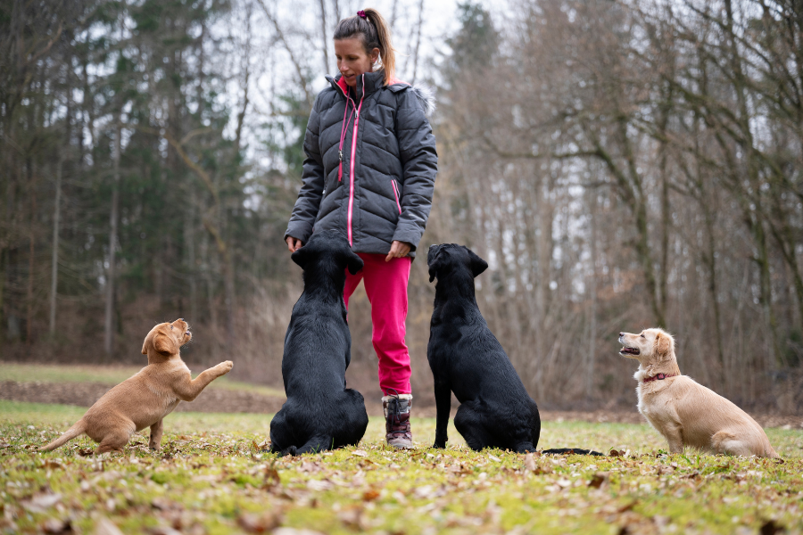 campus-monod-educateur-canin