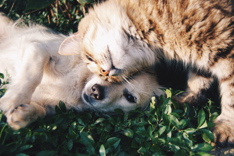 campus-monod-eleveur-chien-chat.