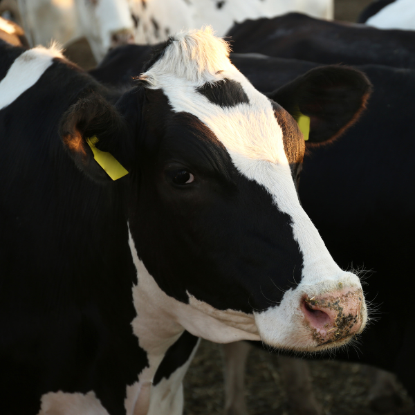 pédicure pour bovins - cfppa le rheu