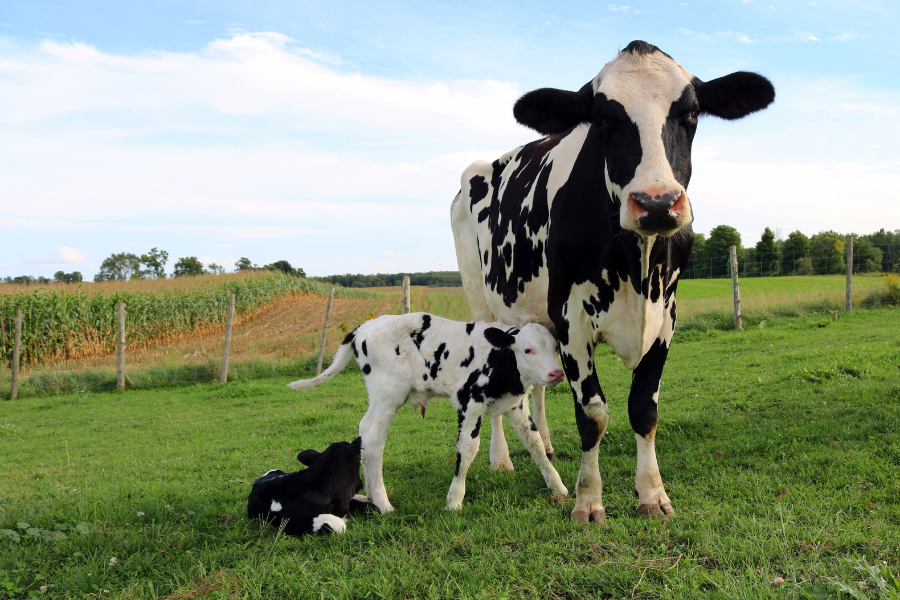 responsable-dexploitation-agricole-en-élevage