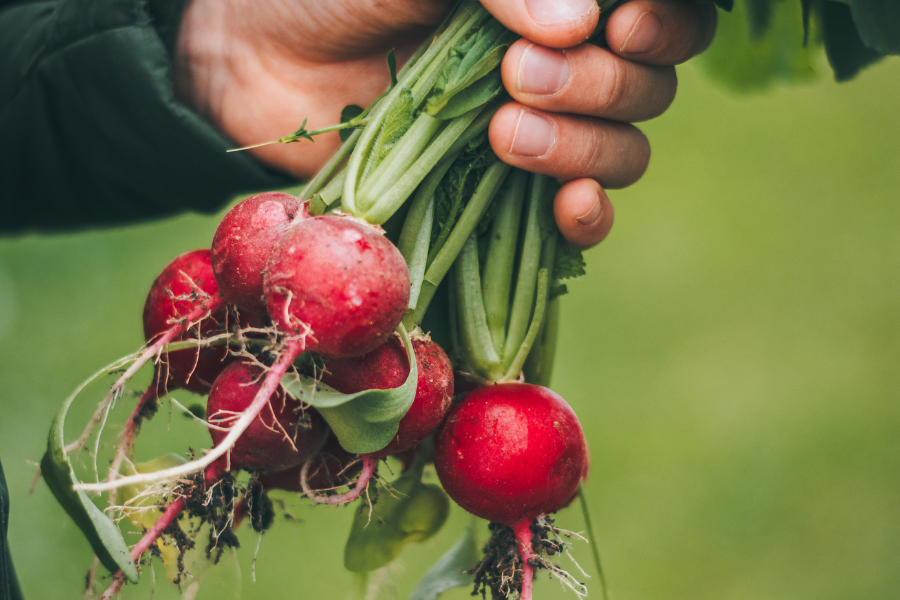 Salarié agricole en maraîchage