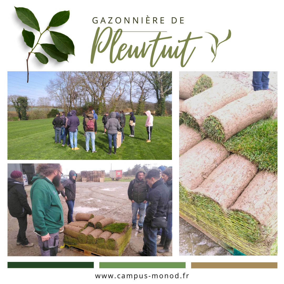 cpsa-de-combourg-bp-ap-Gazonnire_pleurtuit