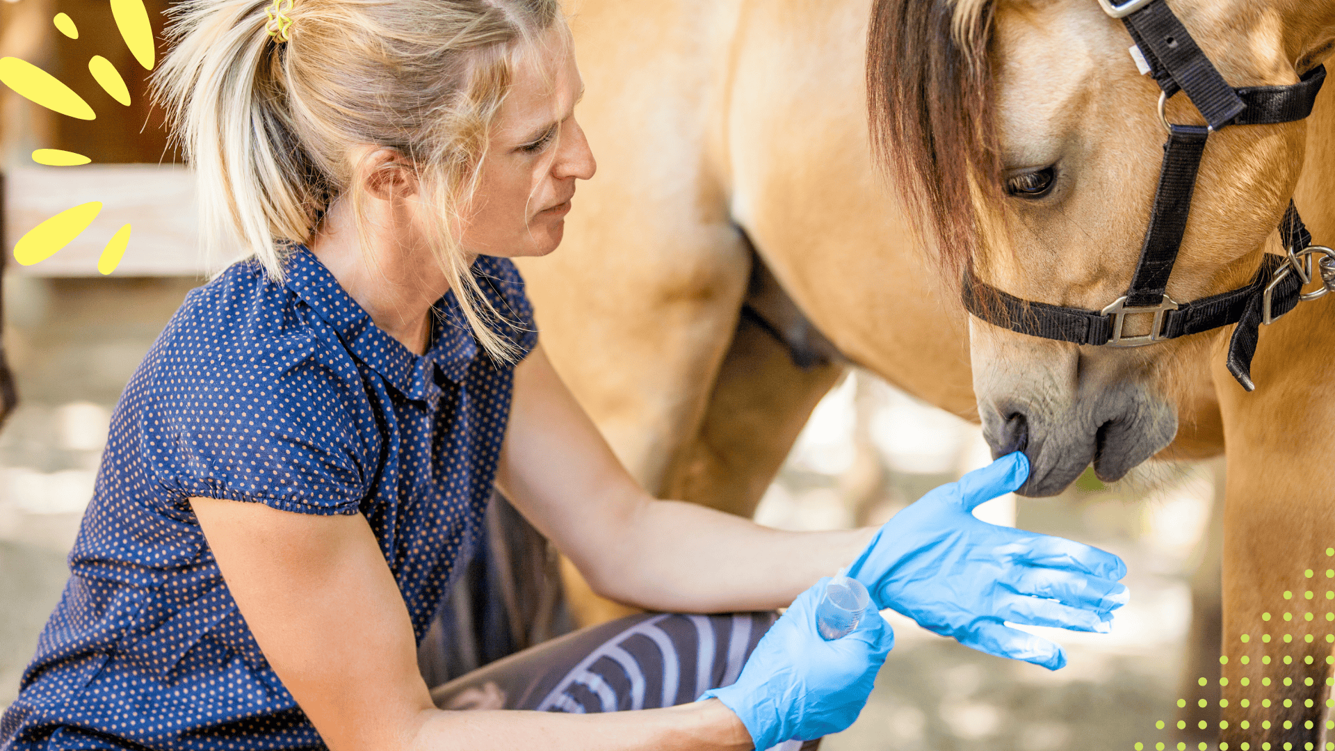 initiation premiers secours equin