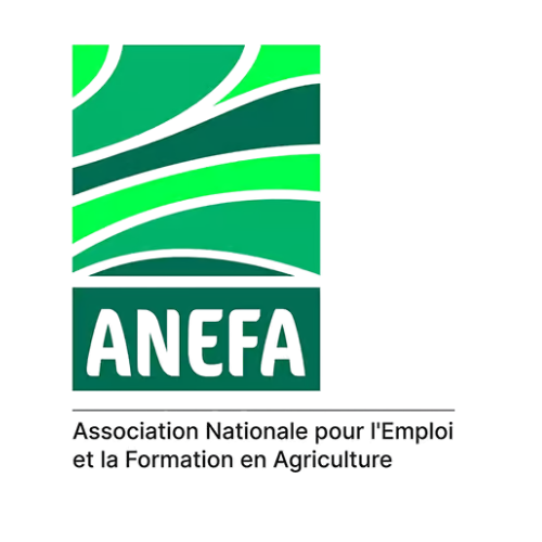 Anefa