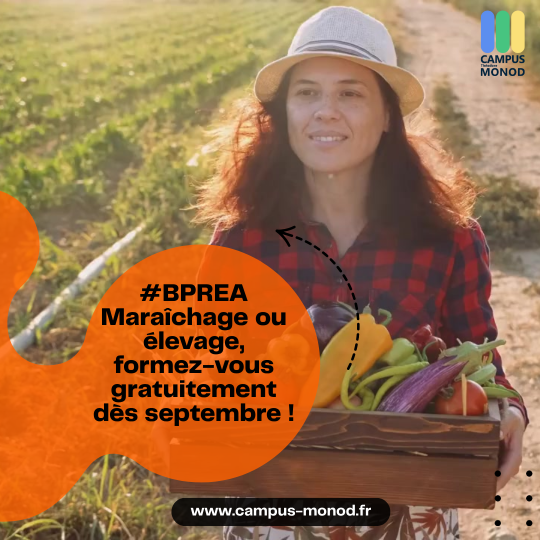 Teaser-BP-REA-maraichage