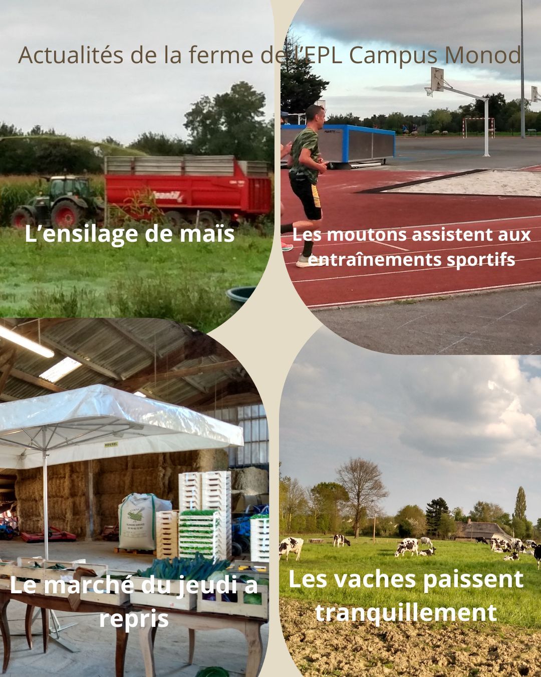 Moutons et vaches de la ferme, marché à la ferme, maïs ensilage