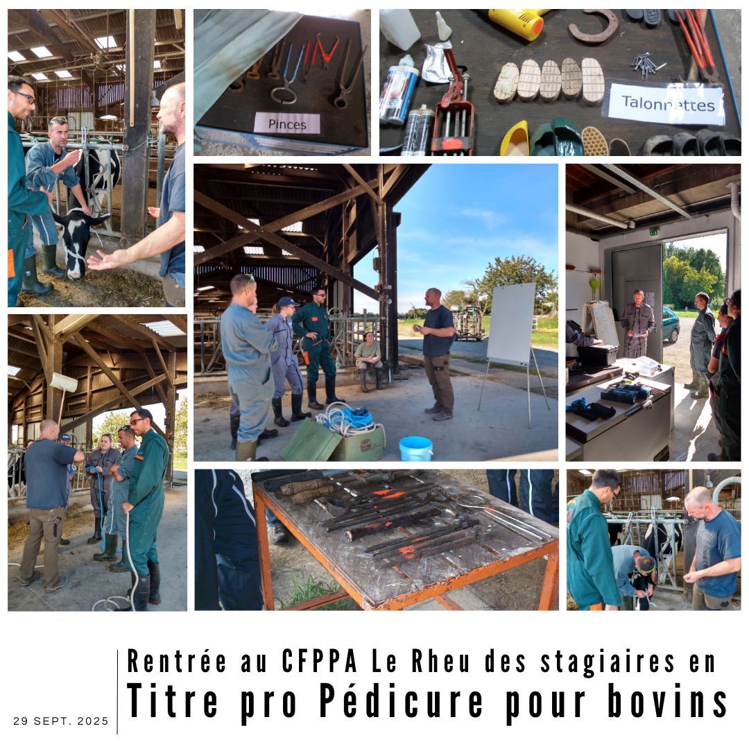 Pêle-mêle photo du groupe en formation "Pédicure pour bovins" lors de séances pratiques